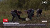 Новости Украины: сельские ученики копают картошку вместо сидеть на уроках, так как не имеют Интернета