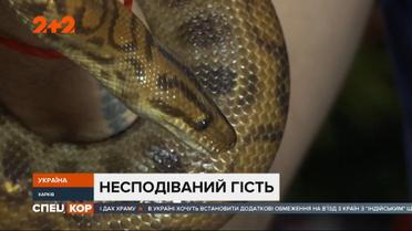 Питон заполз под кровать харьковчанина