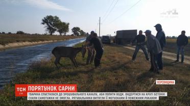 На Херсонщине спасатели вытащили с оросительного канала косулю