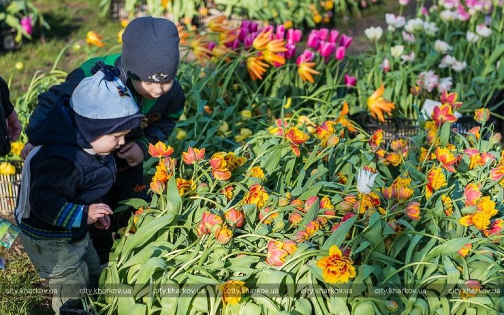 Выставка весенних цветов в Харькове / © city.kharkov.ua
