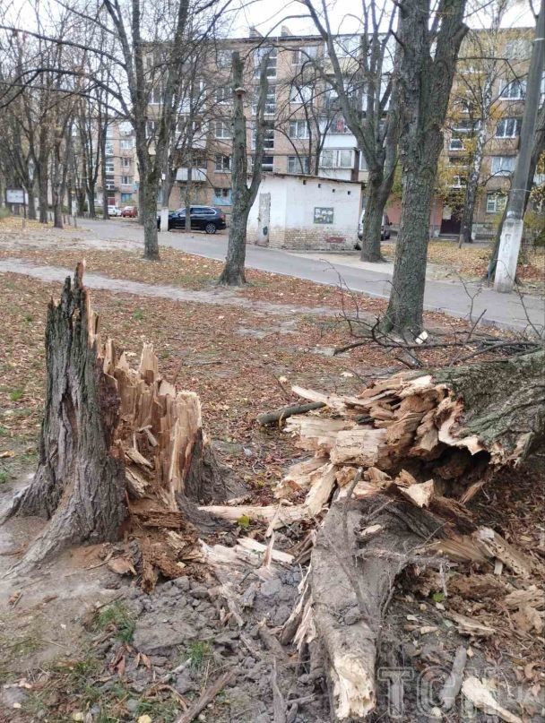 У Києві вітер повалив величезну тополю, яка впала просто на п'ятиповерхівку / © ТСН.ua