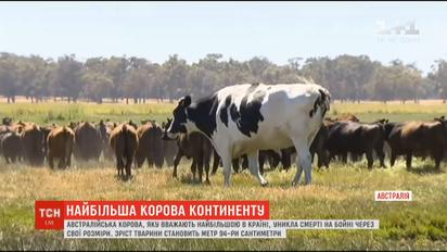 Австралийская корова, которую считают крупнейшей в стране, избежала смерти на бойне из-за своих размеров