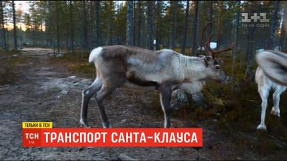 Дорога до Санти: як у Лапландії живуть казкові тварини