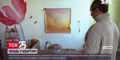 Чернівецький волонтер три тижні виходжував лебедя із запаленням легень