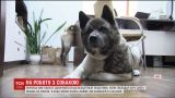 "Возьми собаку на работу". Украинские компании присоединились к всемирной инициативе