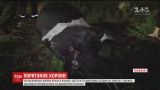 Корову, которая во время выпаса упала в глубокую канаву, вытаскивали спасатели на Львовщине