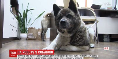 "Возьми собаку на работу". Украинские компании присоединились к всемирной инициативе