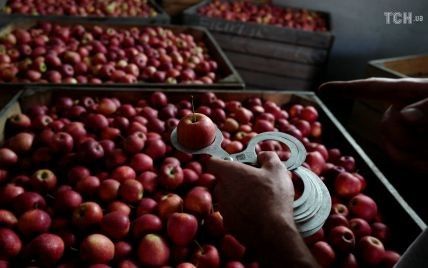 Яблоки по 50 копеек за кило: небывалый урожай обвалил цены на Днепропетровщине