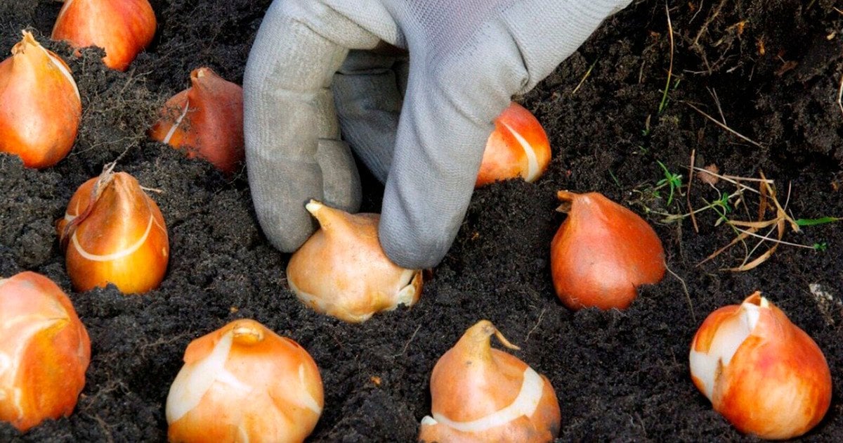 Когда сажать тюльпаны весной