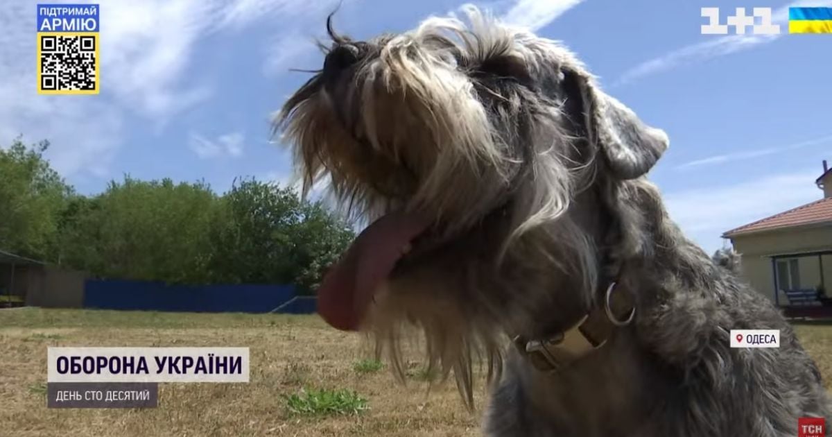 Поради для дітей від поліцейського собаки: в Одесі створили ролики про поведінку під час війни