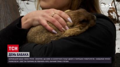 Що навіщував харківський бабак Тимко Третій