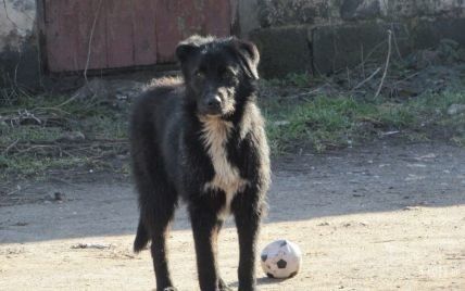 Под Хмельницким городские власти выплатит 60 тысяч грн женщине за "развлечения" бездомных собак