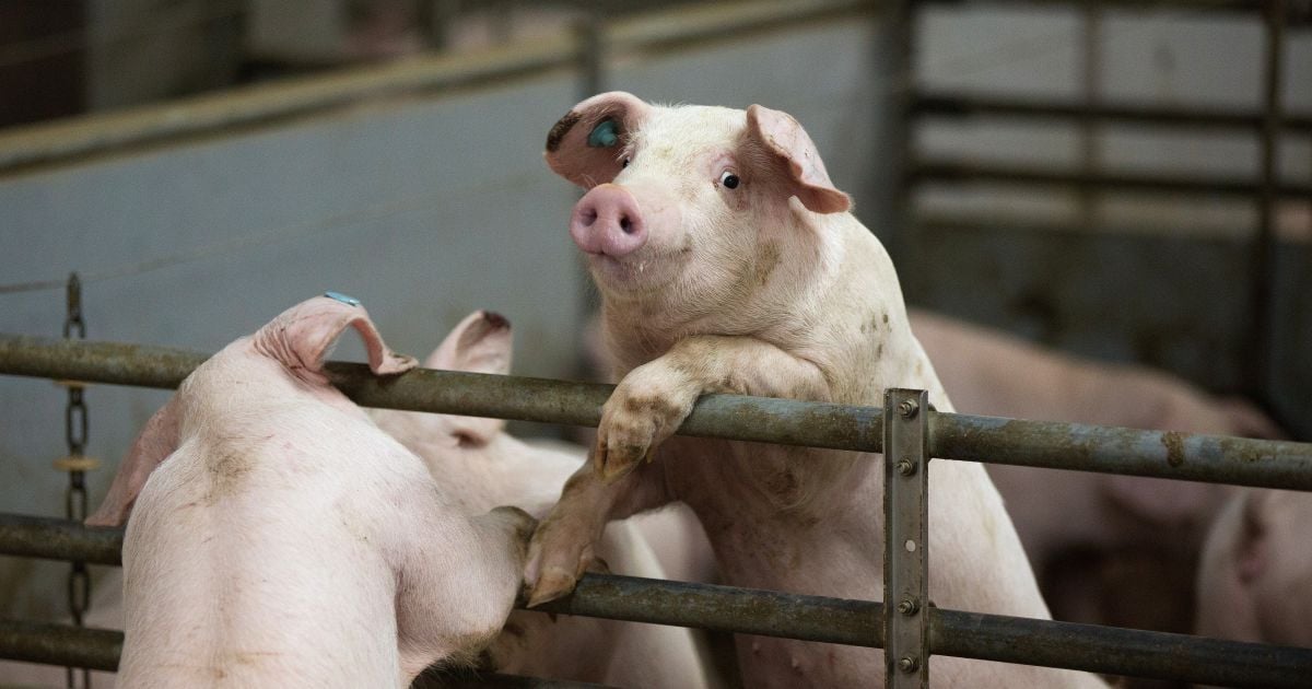 Свиной мор. В четырех областях Украины обнаружили очаги африканской чумы
