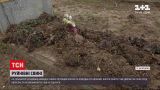Новини України: у Запорізькій області свині розрили могили та поїли квіти