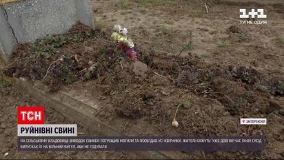 Новини України: у Запорізькій області свині розрили могили та поїли квіти