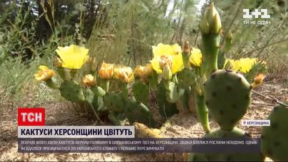 Новости Украины: в Олешковском лесу Херсонской области желтые цветы кактусов покрыли поляну