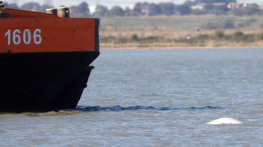 Кит у Темзі_5 / © Reuters