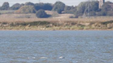 Кит у Темзі_4 / © Reuters