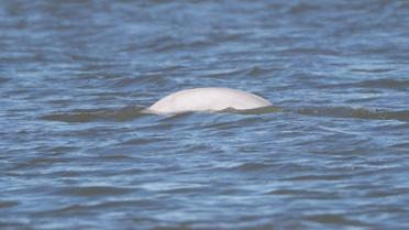 Кит у Темзі_3 / © Reuters