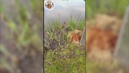 У Києві після тривалого лікування бобер повернувся у дику природу
