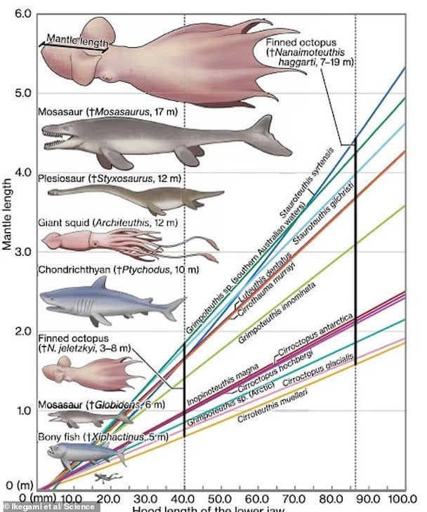 Розмір гігантського восьминога у порівнянні з іншими. / © Science