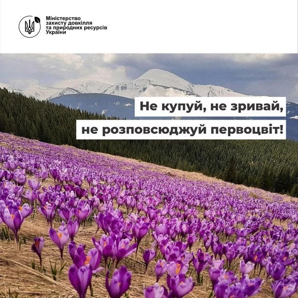 Не купуй, не зривай, не розповсюджуй первоцвіт! / © Міністерство захисту довкілля та природних ресурсів України у Facebook