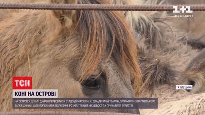 Пополнение на острове Ермаков - из латвийского заповедника туда завезли стадо диких лошадей