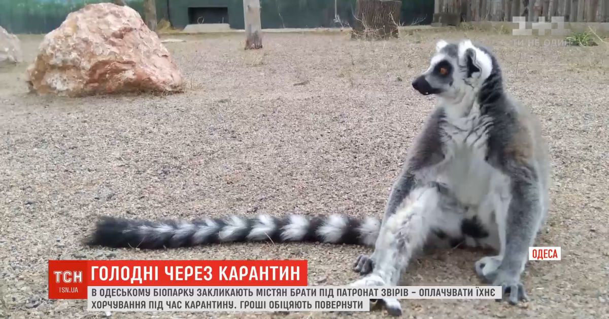 На грани выживания: из-за карантина одесский биопарк не может прокормить животных