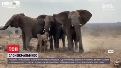 У ПАР дорослі слони з радістю прийняли до себе у стадо слоненя-альбіноса