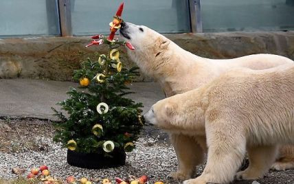 В мире животных: в Ганноверском зоопарке отмечают Новый год