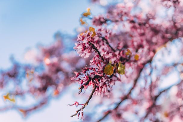 Народные приметы 25 марта / © Pexels