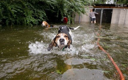 Порятунок чотирилапих друзів: у США допомагають уникнути шторму "Флоренс" котам, собакам і коням