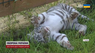 Мама-тигрица от них отказалась, но «усыновила» собака. Харьковские тигрята покорили сеть