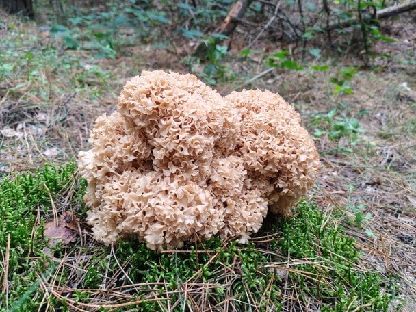Sparassis crispa.  / © Ківерцівський національний природний парк "Цуманська пуща"
