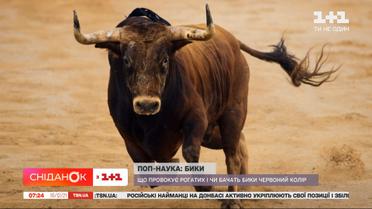 Унікальні факти про биків: чому вони священні для людини