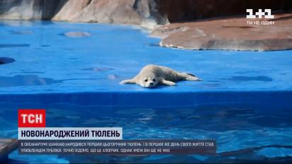 Новини світу: в океанаріумі Шанхаю народилося перше цьогорічне тюленя
