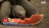 Новини світу: у Лондонському зоопарку відкриють новий вольєр із гіганськими черепахами