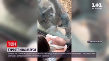 Новини світу: у Бостонському зоопарку горила милувалась людським немовлям