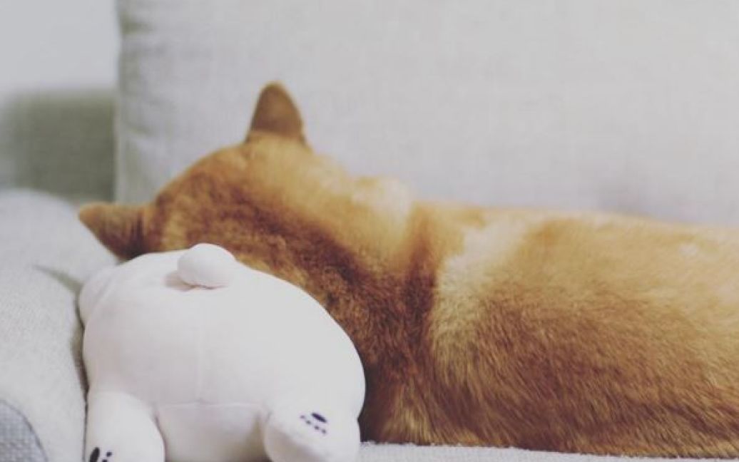 Пес любить поніжитися у ковдрі / © instagram.com/marutaro