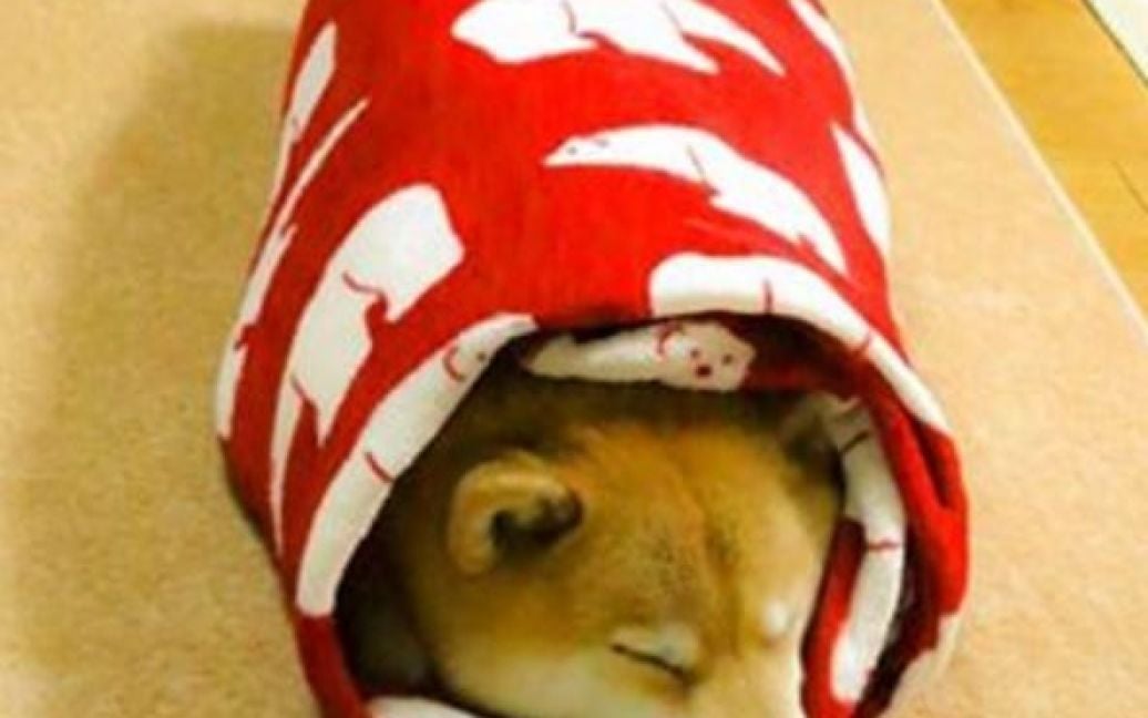 Пес любит понежиться в одеяле / © instagram.com/marutaro