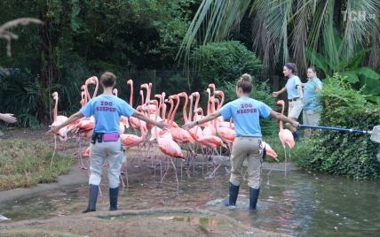 Перната евакуація: у США врятували рожевих фламінго від потужного урагану "Флоренс"