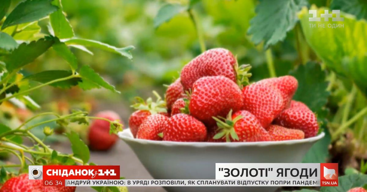 Снизятся ли цены на ягоды и овощи в этом сезоне