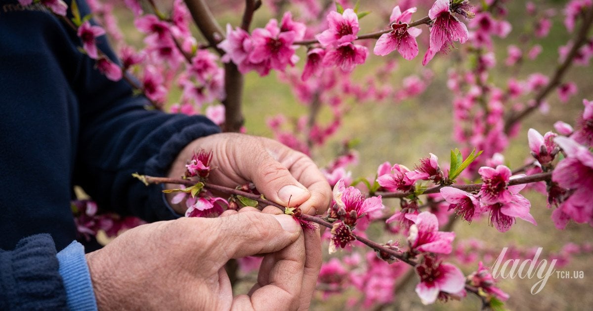 Як виростити персикове дерево