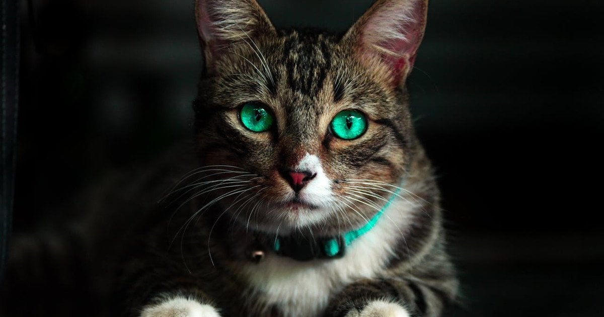 Чому очі котів світяться в темряві