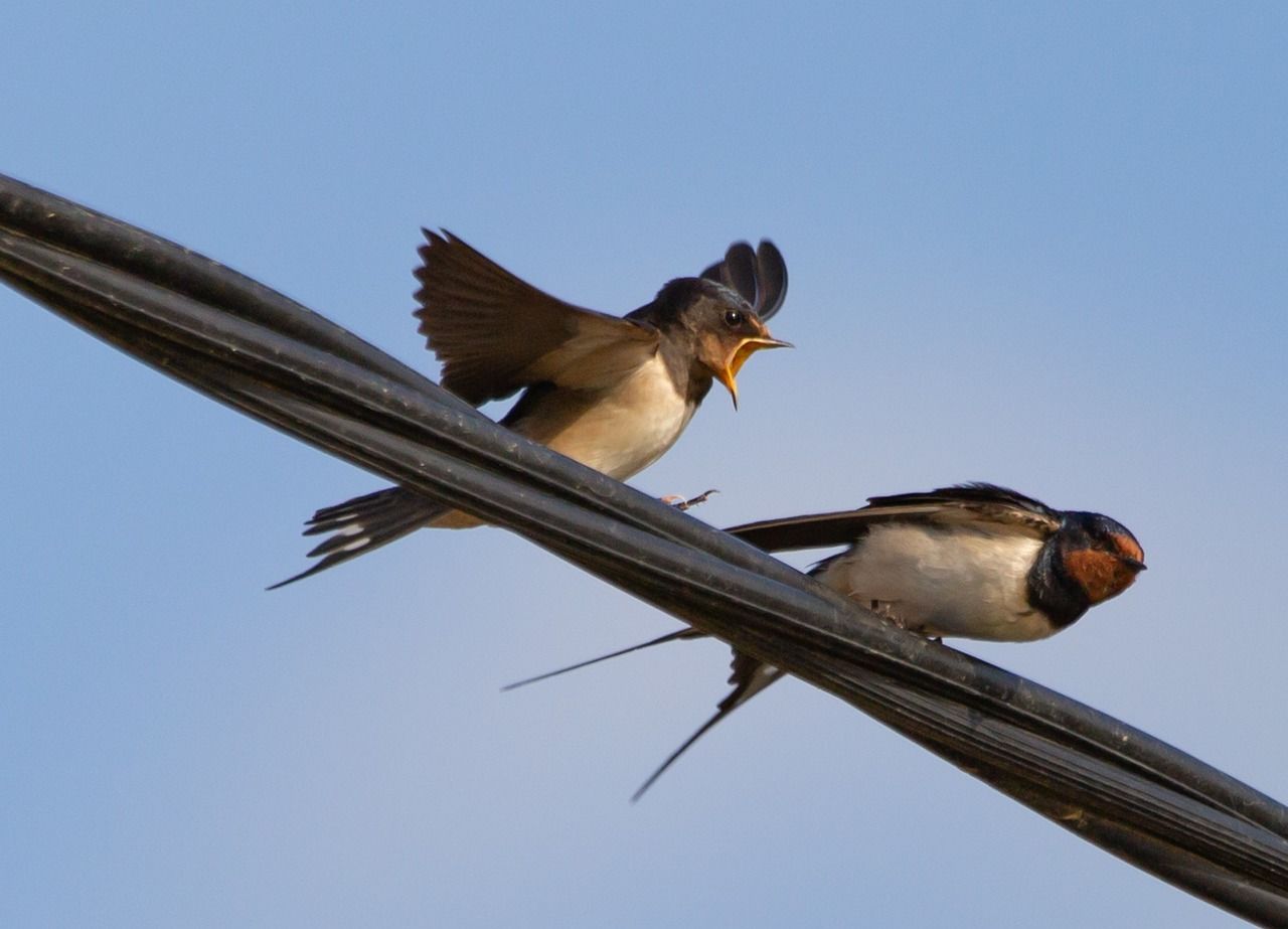 On May 27, swallows fly high in the sky - to sunny and warm weather / © pixabay.com