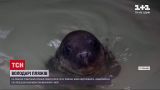 Новини світу: на французькому узбережжі зафільмували пляжний відпочинок тюленів