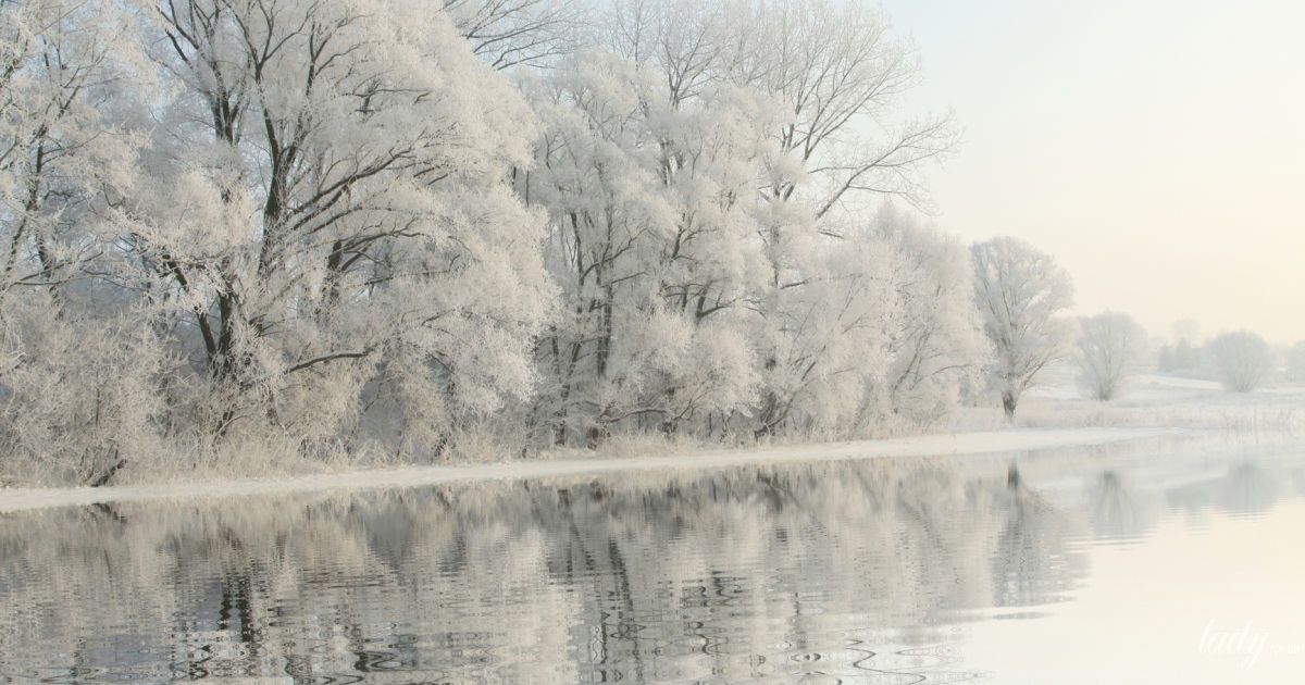 Засніжені дерева біля води