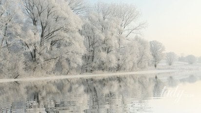 Заснеженные деревья у воды
