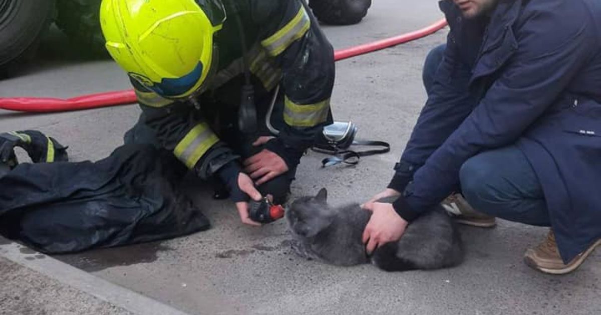 В Киеве во время пожара спасли кота, который лежал без сознания на диване