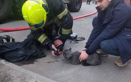 В Киеве во время пожара спасли кота, который лежал без сознания на диване